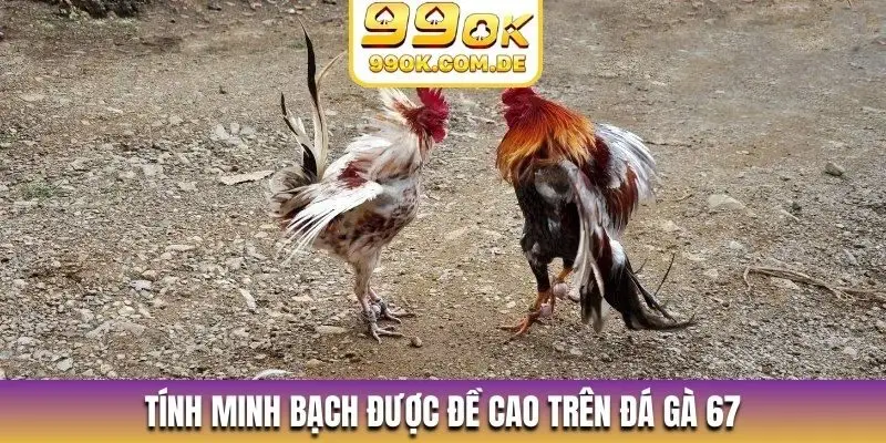 Tính minh bạch được đề cao trên đá gà 67